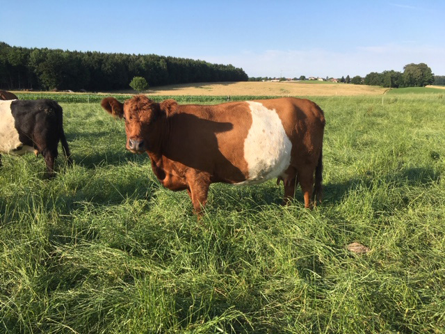 Belted Galloway Kuh Amy