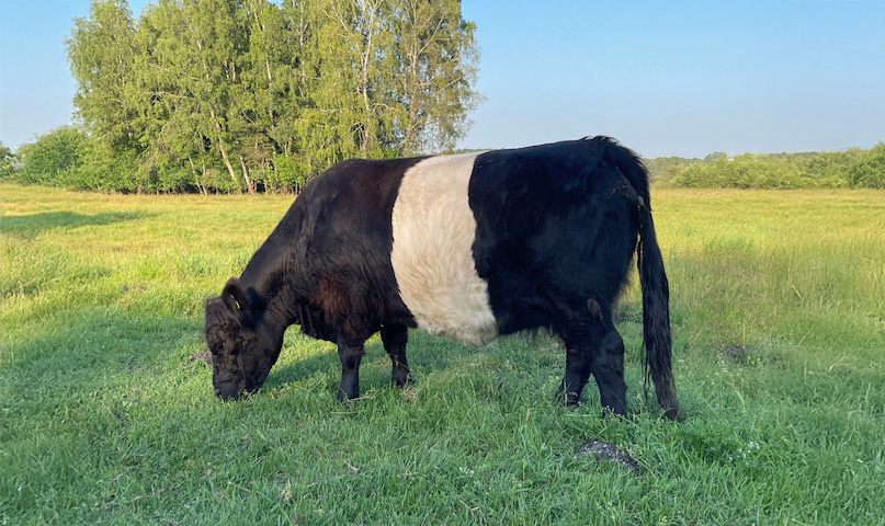 Belted Galloway Kuh Belladonna