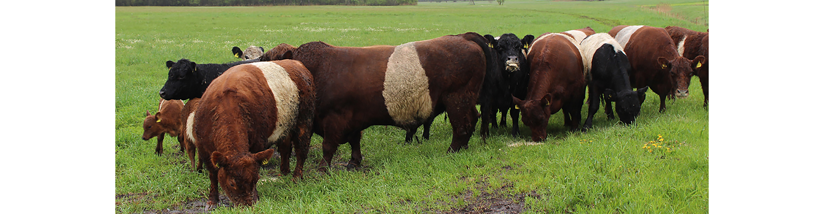 Brucker Moos mit den Galloways