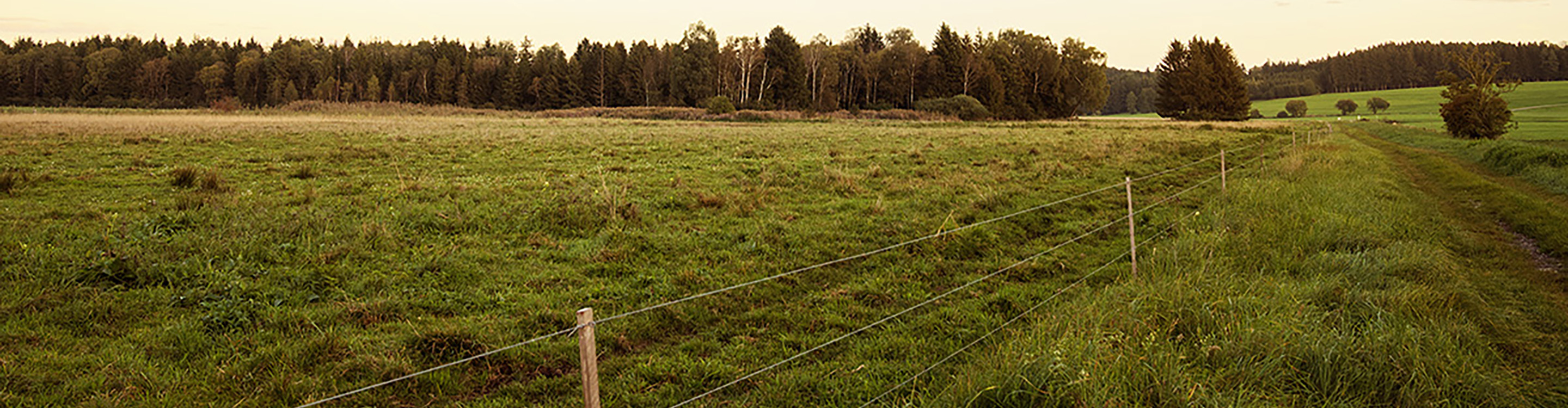 Brucker Moos mit den Galloways