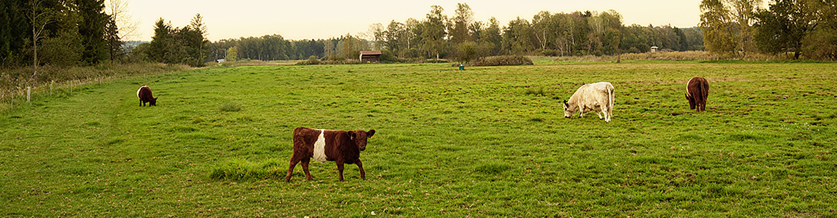 Brucker Moos mit den Galloways