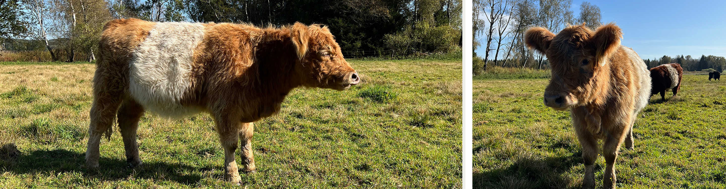 Brucker Moos mit den Galloways