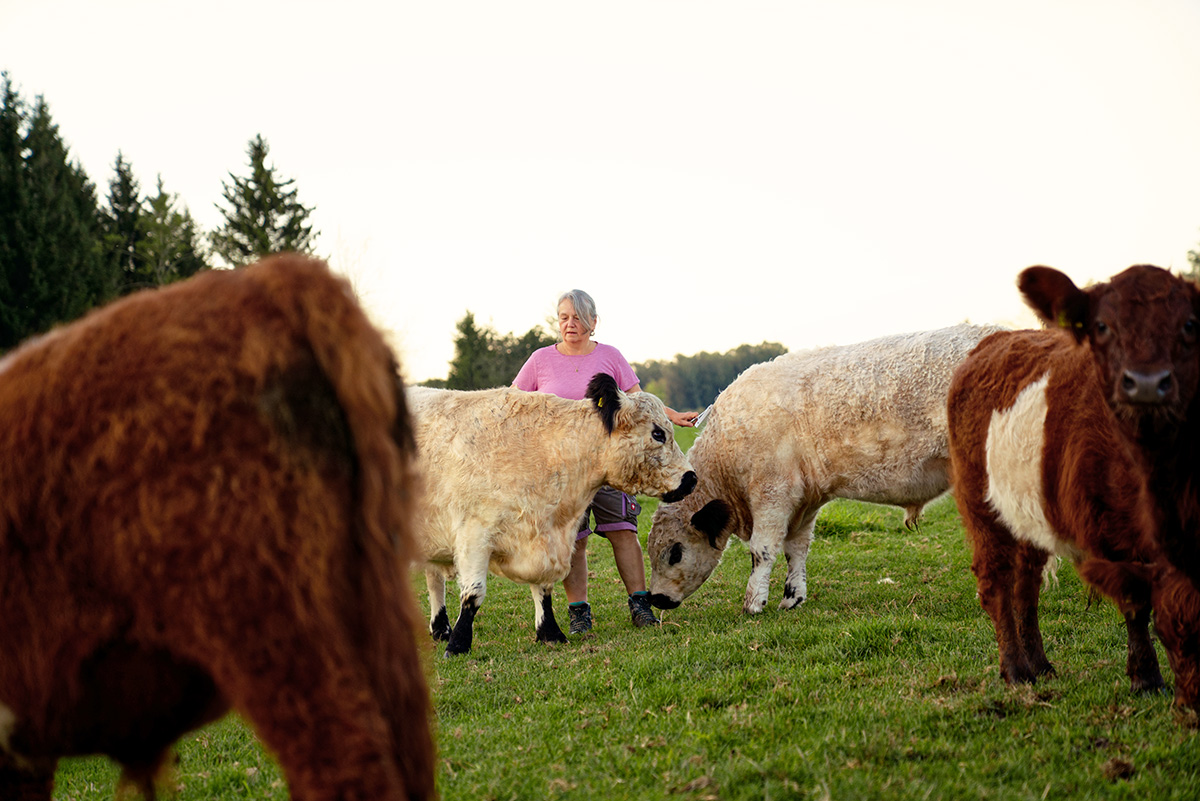 Galloways vom Kastensee im Brucker Moos