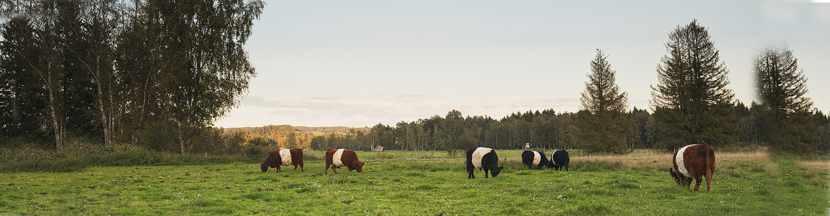 Galloways im Brucker Moos