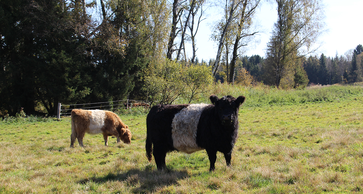 Haltung im Brucker Moss