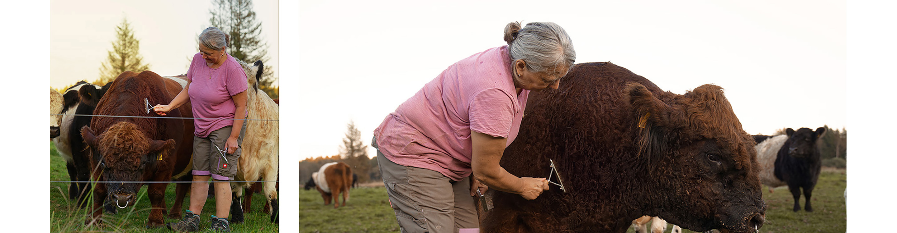 Striegeln der Galloways im Brucker Moos