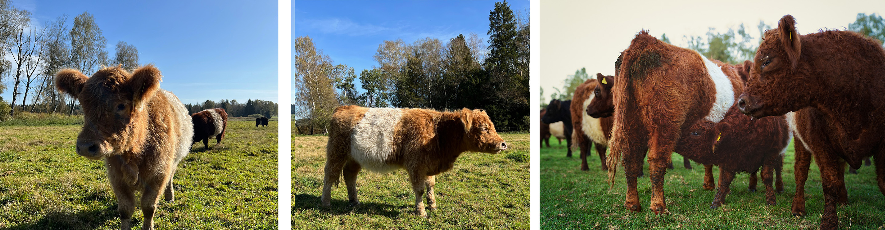 Weidetiere im Brucker Moos