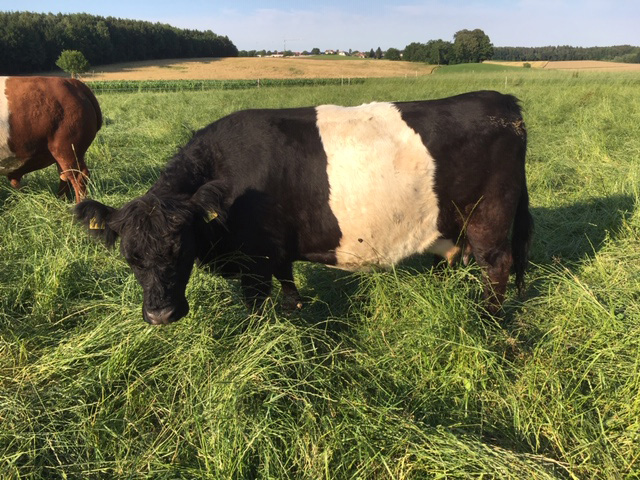 Belted Galloway Kuh Honey