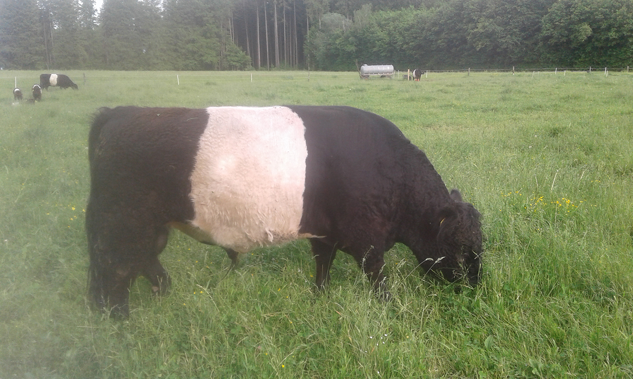 Belted Galloway Bulle Jonjo vom altrhein