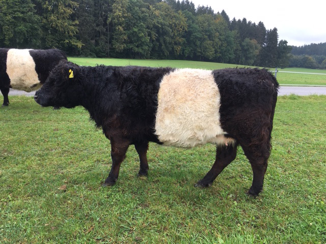 Belted Galloway Kuh Malve