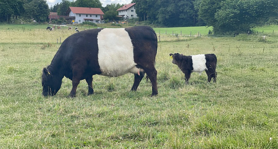 Belted Galloway Kuh Malve