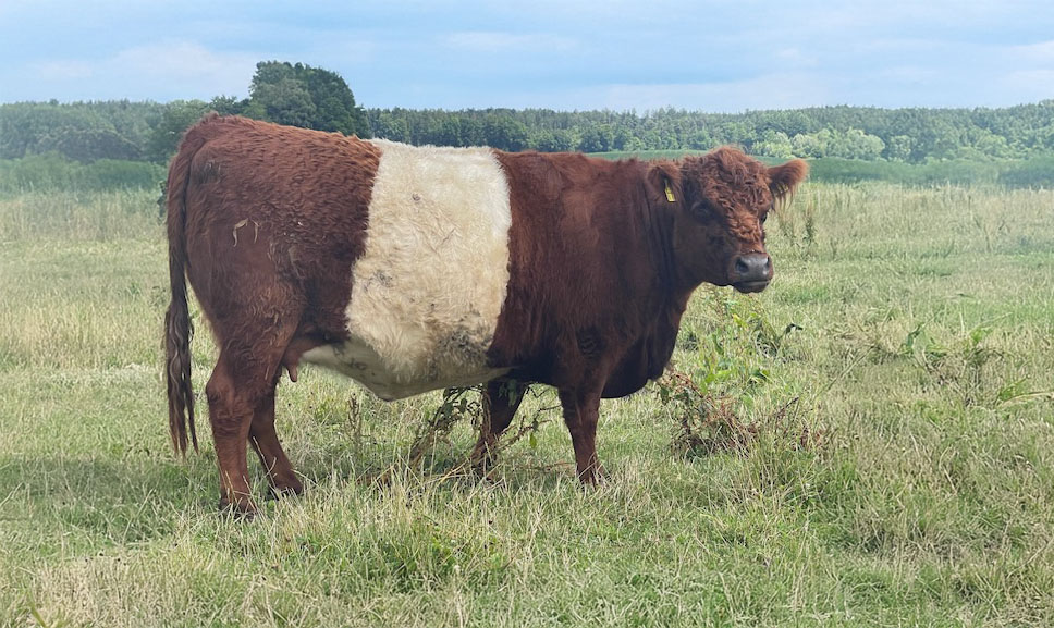 Belted Galloway Kuh Paola