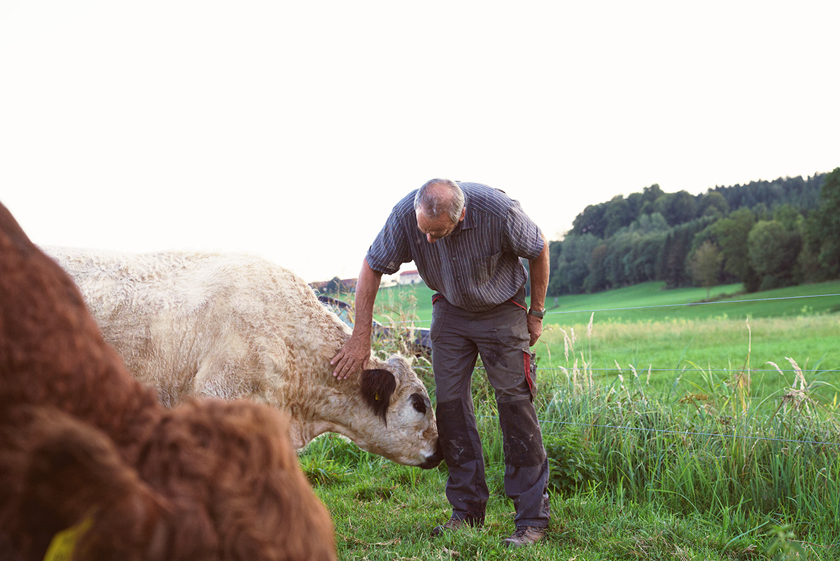 Sebastian Tristl mit den Kuehen im Brucker Moos