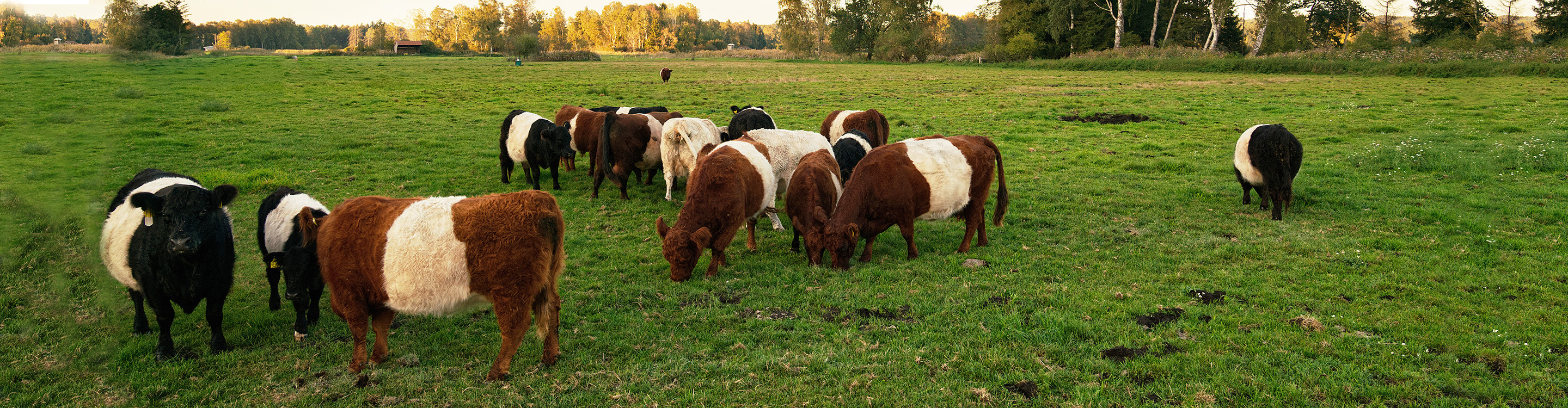 Brucker Moos mit den Galloways