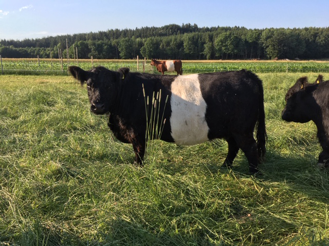 Belted Galloway Kuh Belladonna