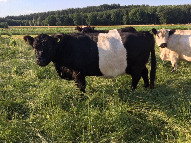 Belted Galloway Kuh Berta