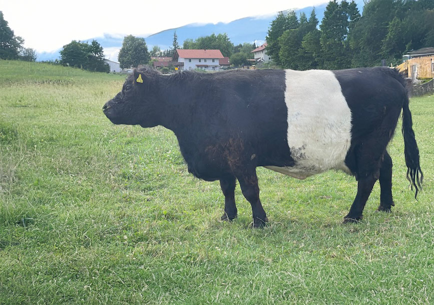Belted Galloway Kuh Berta
