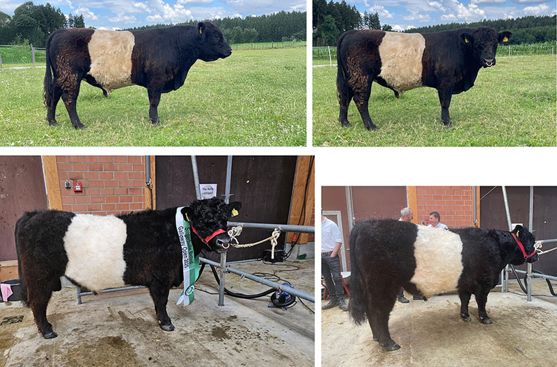 Belted Galloway Zuchtbulle Hishighness