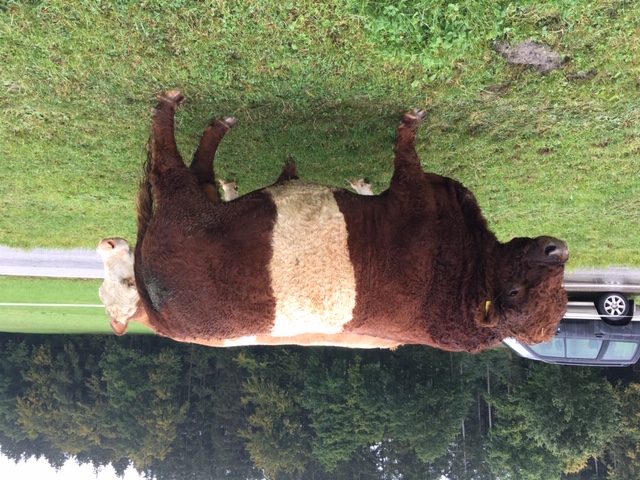 Belted Galloway Bulle Olly