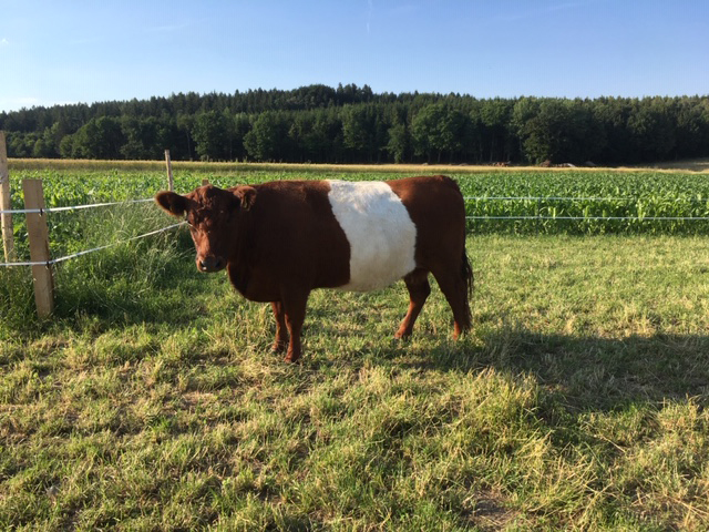 Belted Galloway Zuchtkuh Pamir