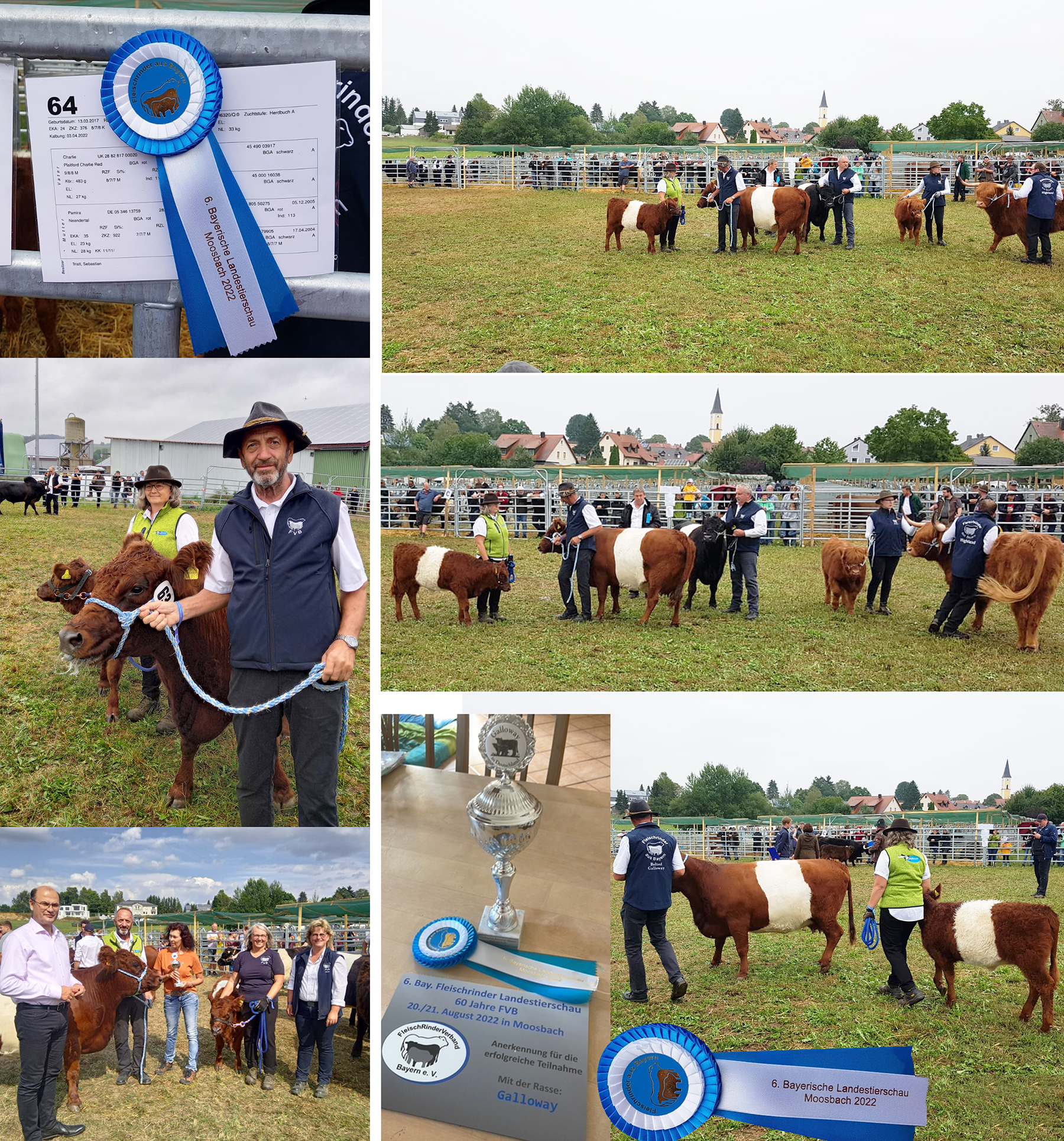 Pedigree Belted Galloway Zuchtkuh Pamir