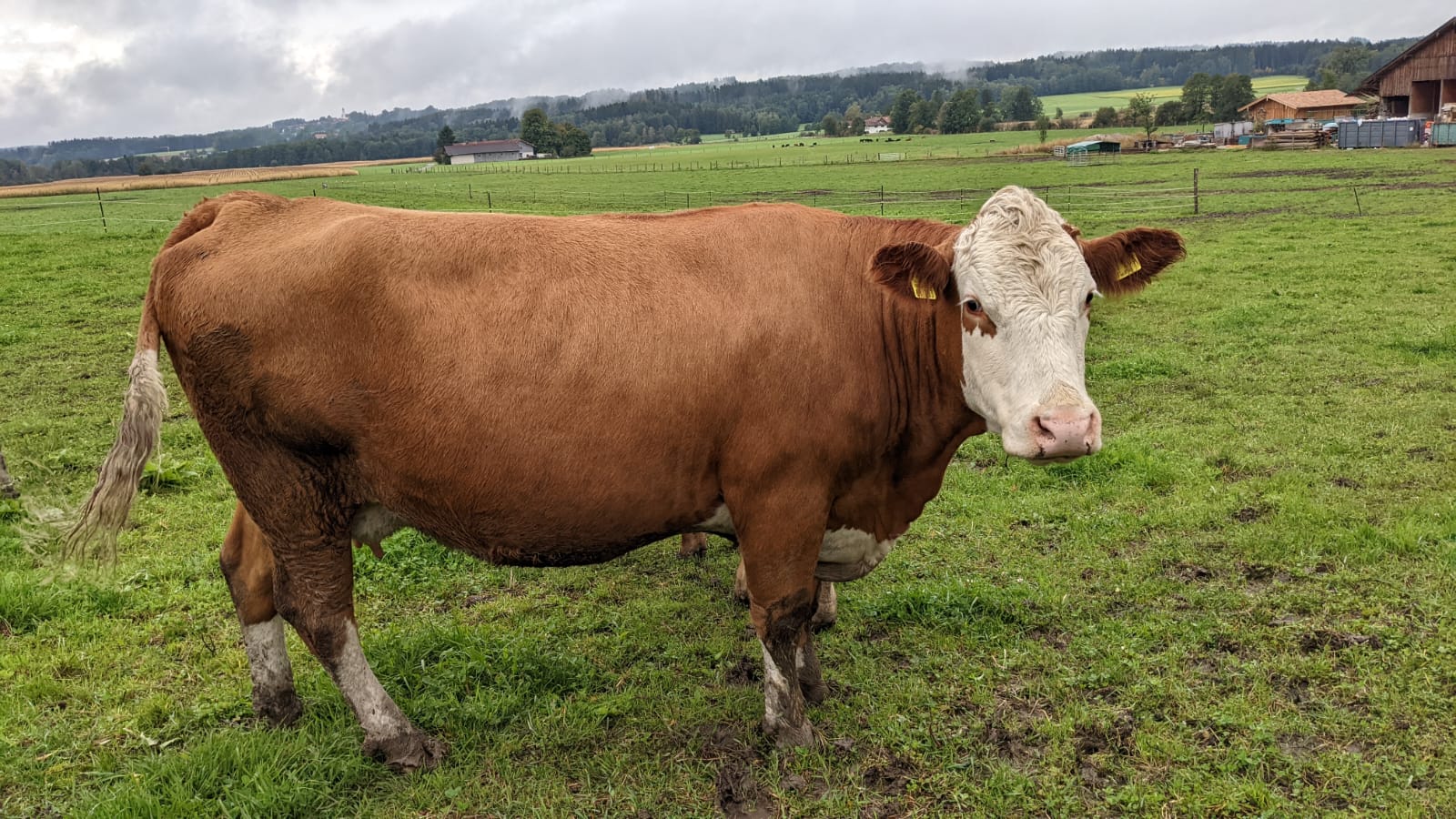 Kuh Tullia Simmentaler Fleckvieh 