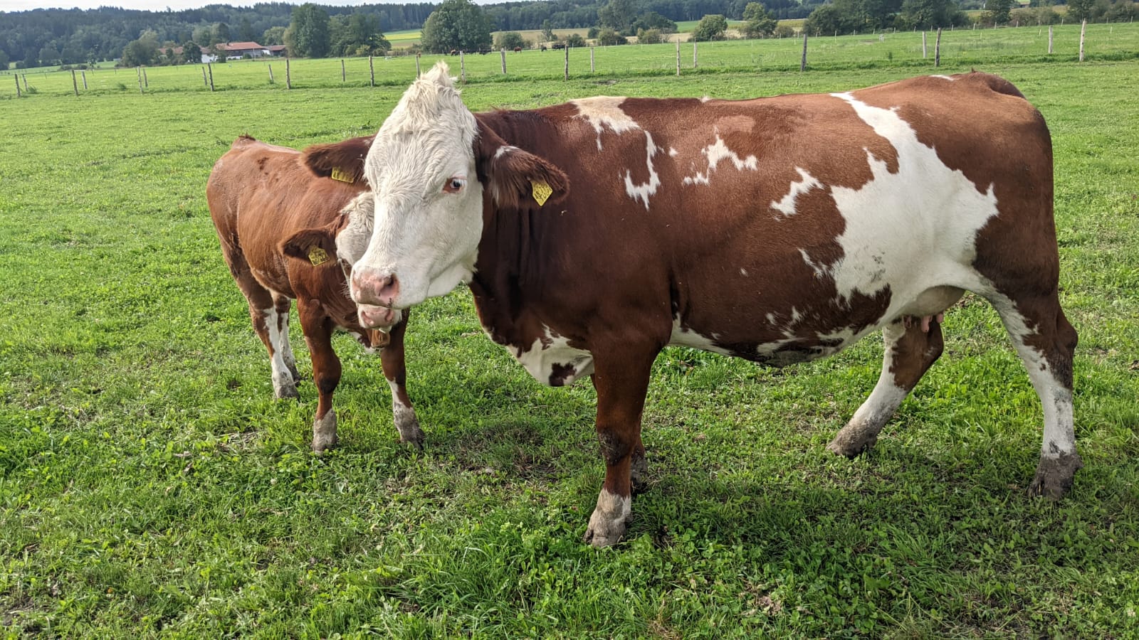 Kuh Tulpe Simmentaler Fleckvieh 