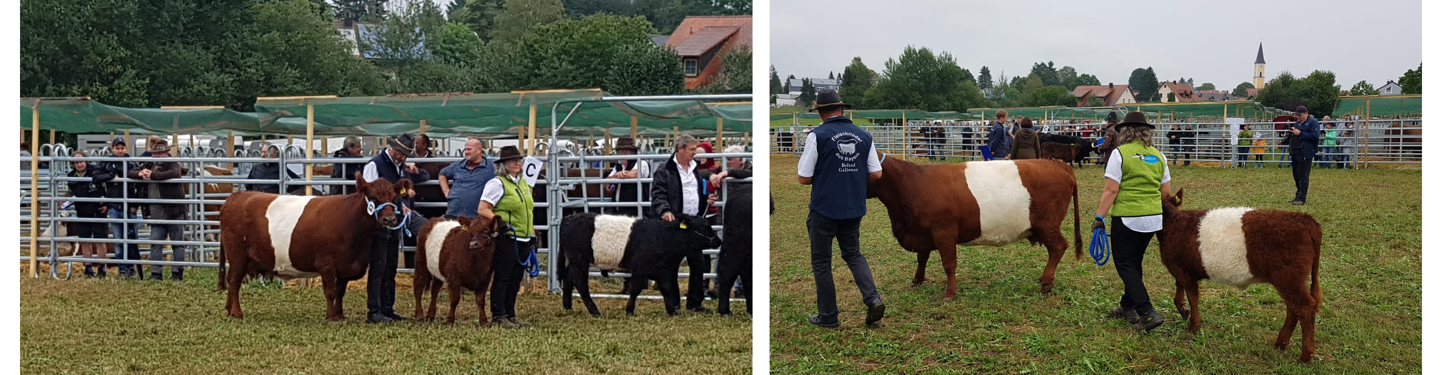 Zuchtschau bei der bayerischen Landestierschau